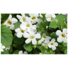 Brahmi Oil - Ayurvedic Herbal Remedy - Certified Organic by Retromass