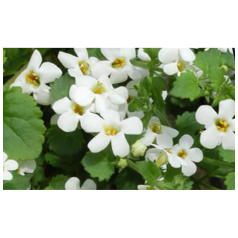 Brahmi Oil - Ayurvedic Herbal Remedy - Certified Organic by Retromass