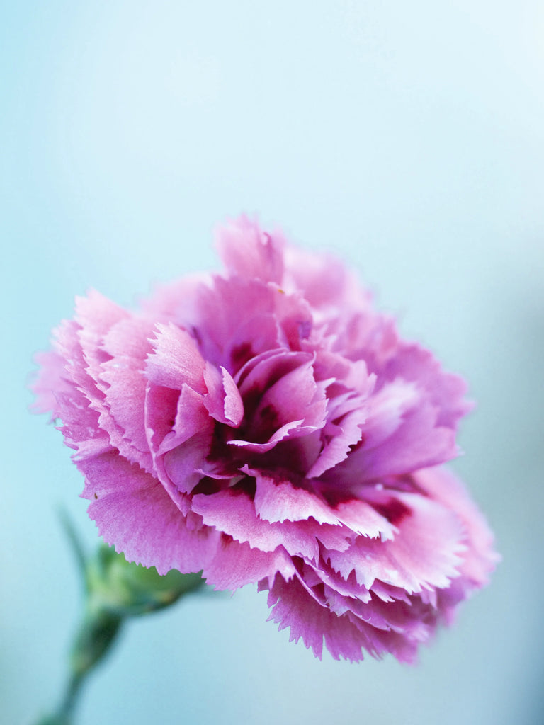 Carnation Absolute Essential Oil by RETROMASS