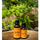 Tea Tree Essential Oil - Certified Organic by Retromass.