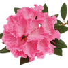 Rhododendron Essential Oil by Retromass