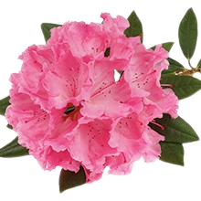 Rhododendron Essential Oil by Retromass